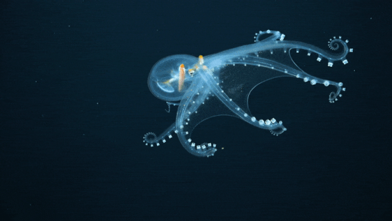 Top 10 sinh vật kỳ quái nhất được tìm thấy dưới đại dương năm 2021