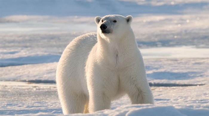 Top 10 sự thật thú vị về gấu Bắc Cực