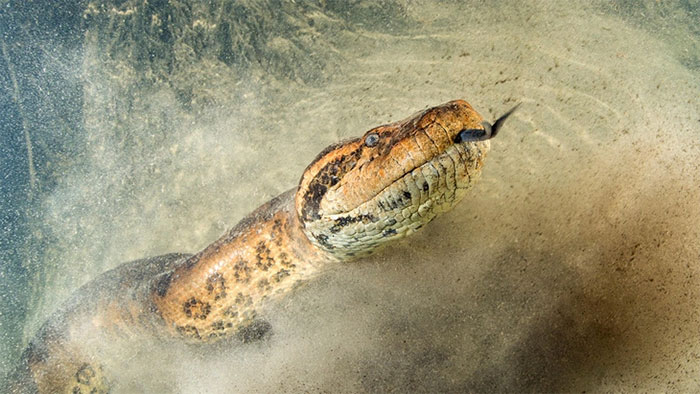 Top 11 loài rắn lớn nhất và dài nhất thế giới, chúng sống ở đâu?