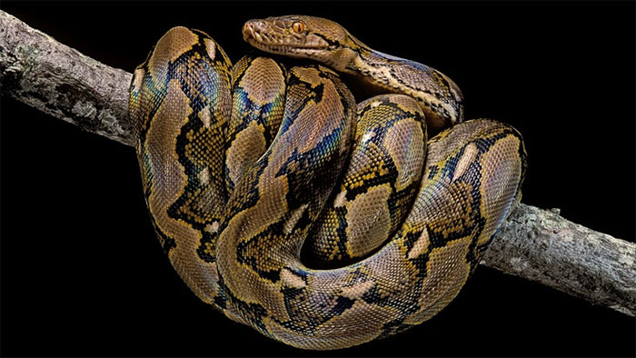 Top 11 loài rắn lớn nhất và dài nhất thế giới, chúng sống ở đâu?