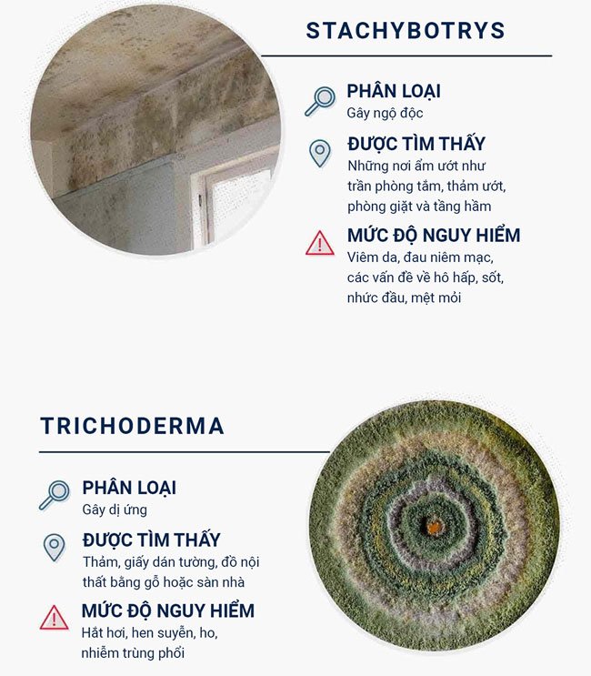 Top 12 loại nấm mốc thường thấy trong nhà và mức độ nguy hiểm của chúng