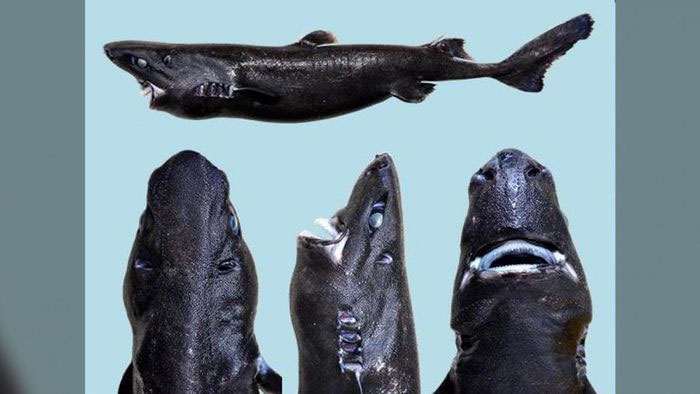 Top 15 loài cá mập kỳ lạ nhất hành tinh