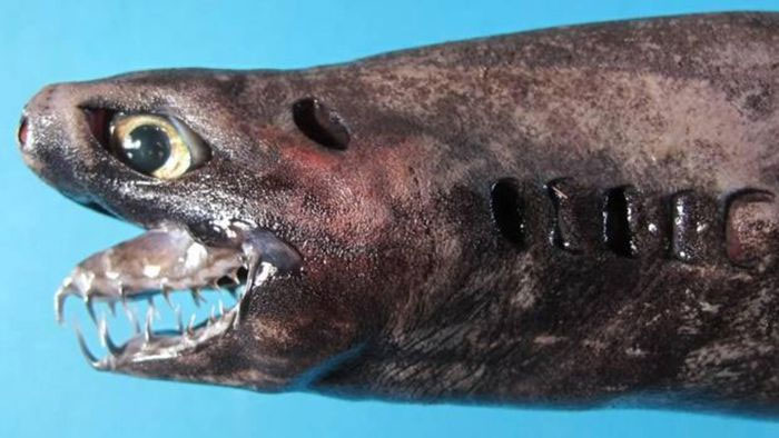 Top 15 loài cá mập kỳ lạ nhất hành tinh