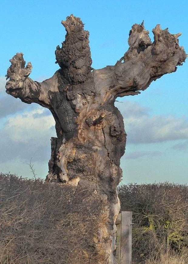 Top 20 cái cây hình hài kỳ dị khắp thế giới: Từ quái vật thần thoại đến ác quỷ xấu xí khó tin
