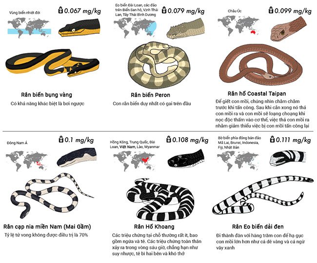 Top 30 loài rắn độc nhất trên thế giới