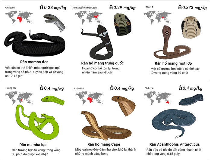 Top 30 loài rắn độc nhất trên thế giới