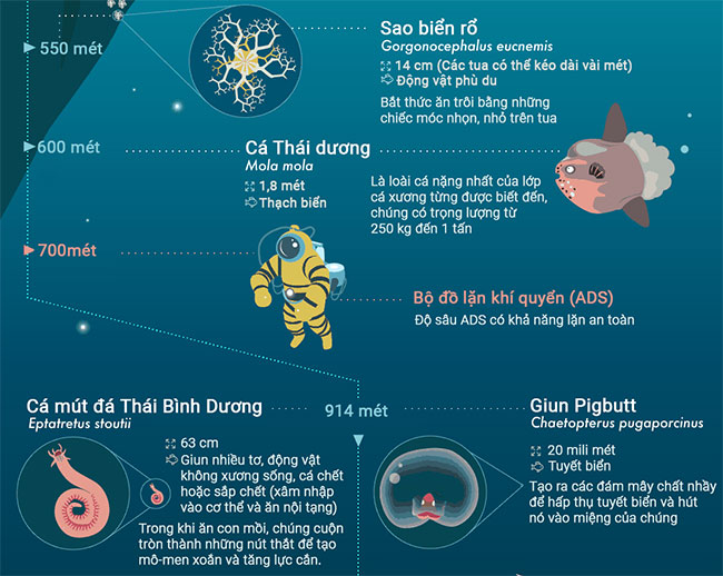 Top 32 sinh vật kỳ lạ dưới đại dương sâu thẳm