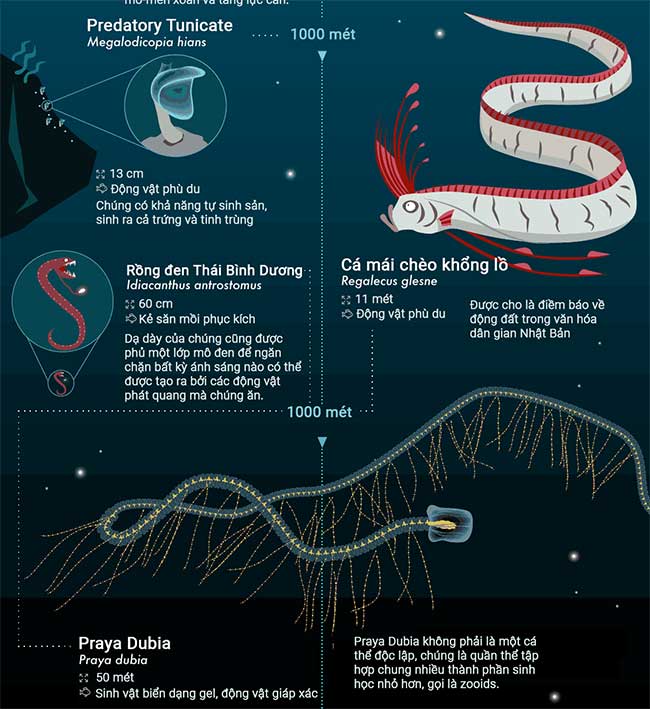 Top 32 sinh vật kỳ lạ dưới đại dương sâu thẳm