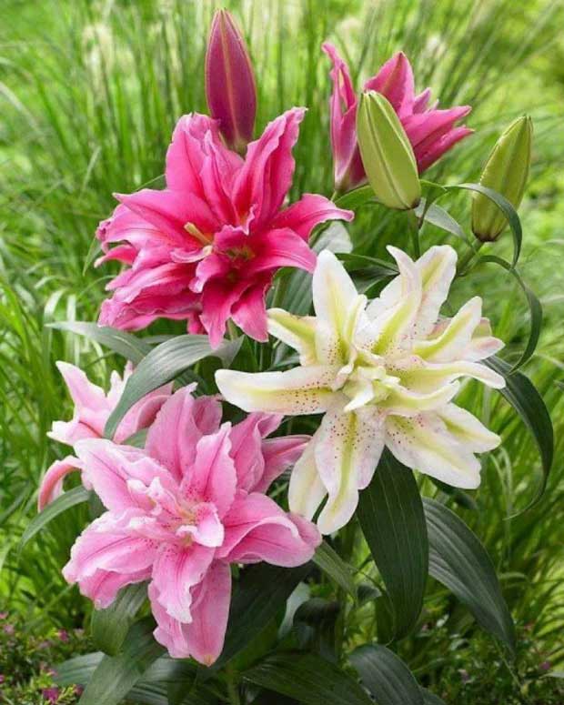 Top 4 loại hoa đẹp đến mấy cũng không nên trưng trong nhà kẻo ảnh hưởng sức khỏe