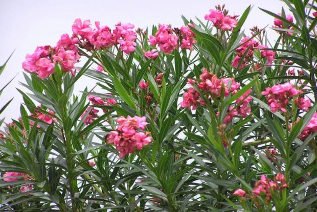 Top 4 loại hoa đẹp đến mấy cũng không nên trưng trong nhà kẻo ảnh hưởng sức khỏe