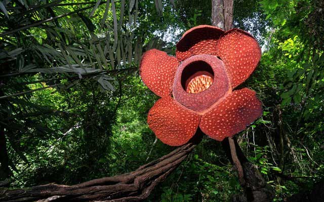 Top 5 loài hoa kỳ lạ nắm giữ kỷ lục của thế giới tự nhiên