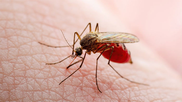 Top 5 sự kiện lịch sử liên quan tới muỗi