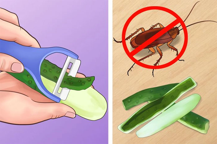 Top 6 cách diệt côn trùng không cần sử dụng hóa chất