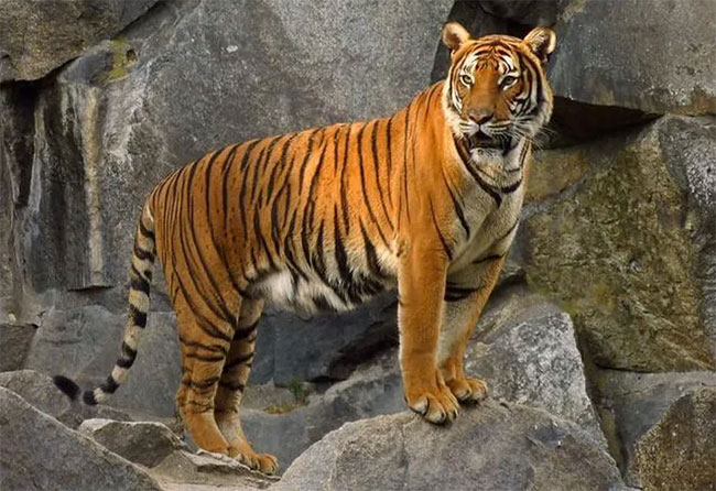 Top 6 loài hổ quý hiếm nhất hành tinh