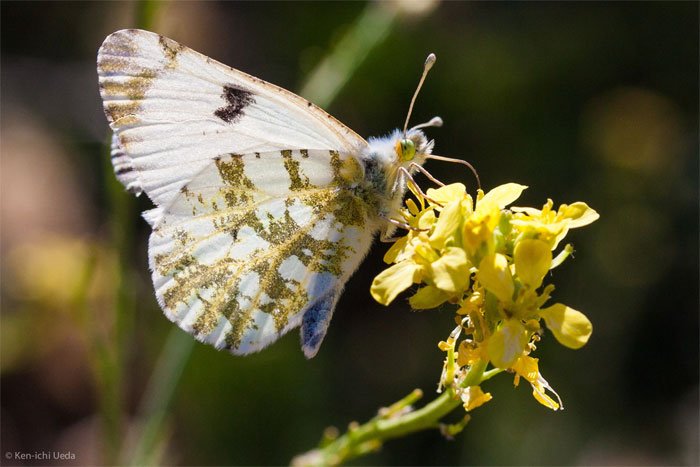 Top 7 loài bướm hiếm nhất thế giới
