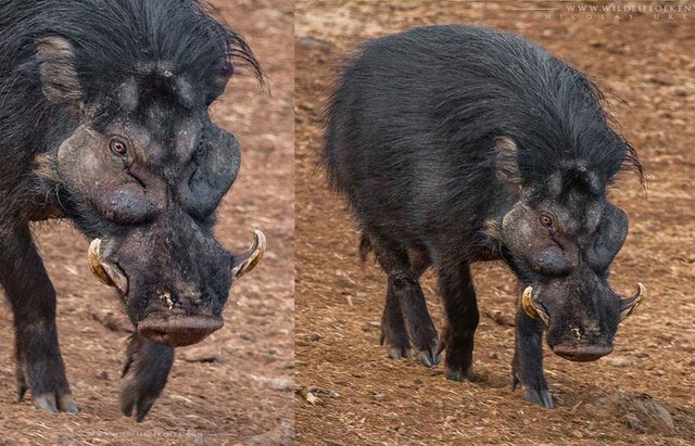 Top 7 loài lợn rừng mạnh mẽ nhất trong tự nhiên!