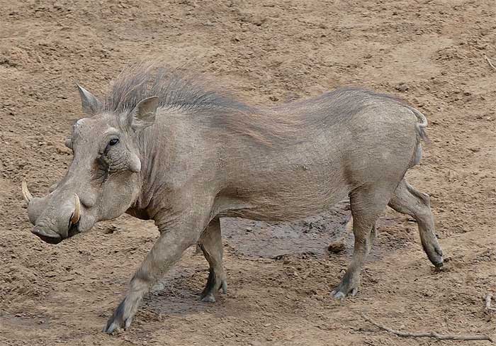 Top 7 loài lợn rừng mạnh mẽ nhất trong tự nhiên!