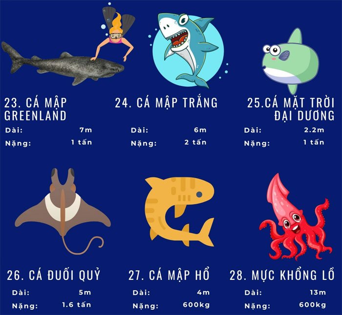 Top 72 loài động vật biển lớn nhất thế giới