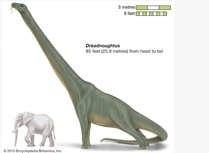 Top 8 loài khủng long lớn nhất Trái đất thời tiền sử