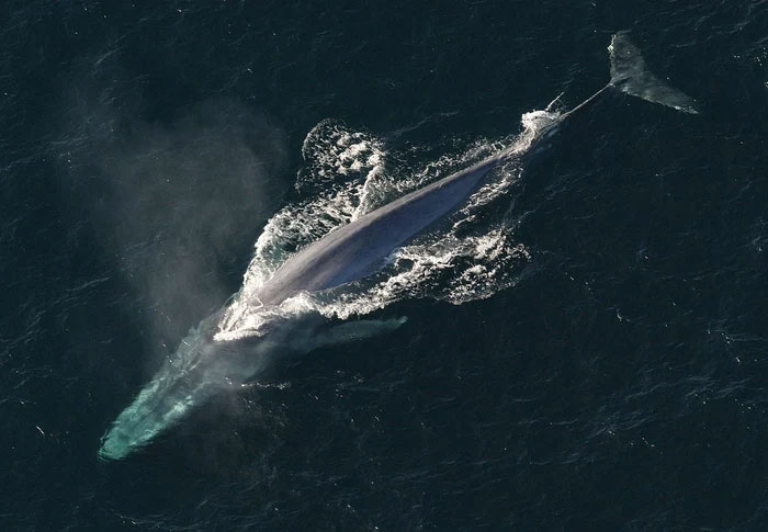 Trái tim của cá voi xanh có thực sự to bằng một chiếc ô tô không?