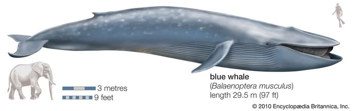 Trái tim của cá voi xanh có thực sự to bằng một chiếc ô tô không?