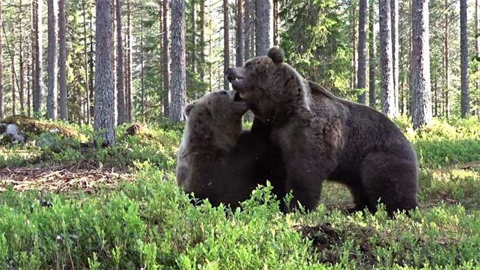 Trận ác chiến rung chuyển núi rừng của hai con gấu nâu to lớn