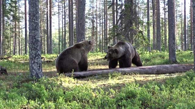 Trận ác chiến rung chuyển núi rừng của hai con gấu nâu to lớn