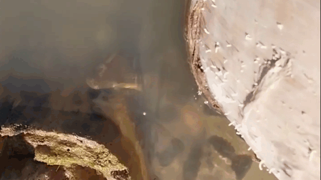 Trăn anaconda bất ngờ phi thân khỏi mặt nước cắn người đàn ông