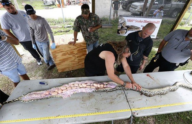 Trăn Miến Điện đe dọa nuốt chửng Florida