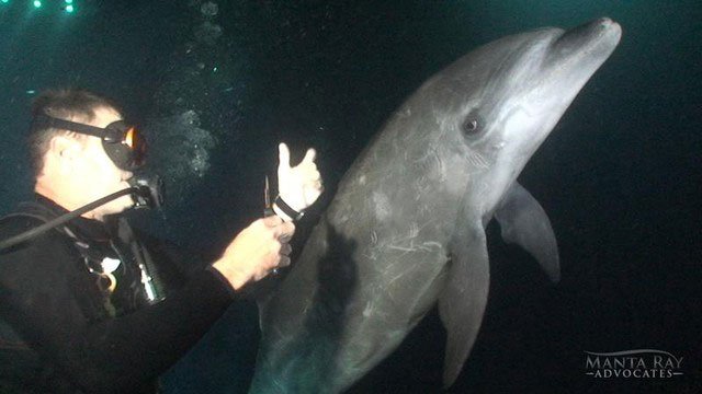 Trí thông minh đáng kinh ngạc của cá heo: Biết tìm đến thợ lặn để cầu cứu khi bị thương nặng