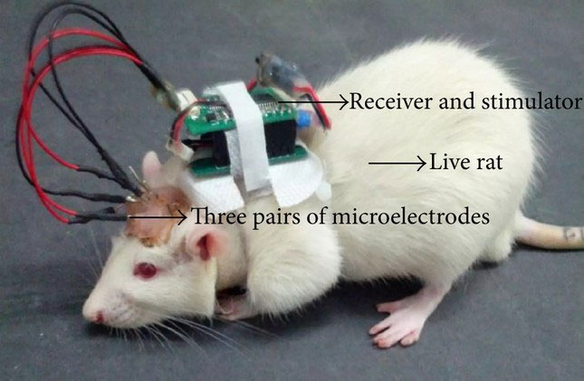 Trí tuệ nhân tạo được tích hợp với khứu giác của chuột