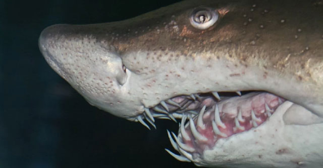Trong bảy loài cá mập tử thần, cá mập trắng lớn tấn công con người nhiều nhất