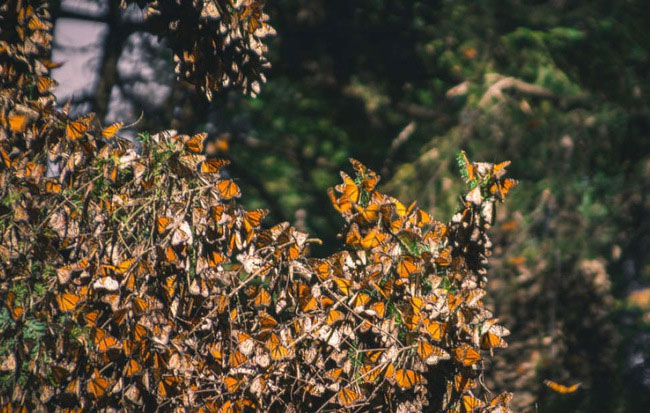 Trong năm qua, hàng nghìn con bướm đã bốc hơi mà các nhà khoa học chưa biết tại sao
