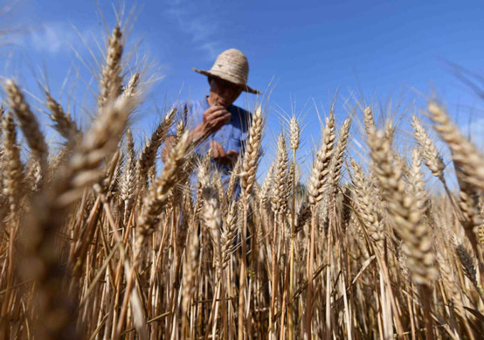 Trung Quốc chỉnh sửa gene giúp tạo ra lúa mì kháng dịch bệnh