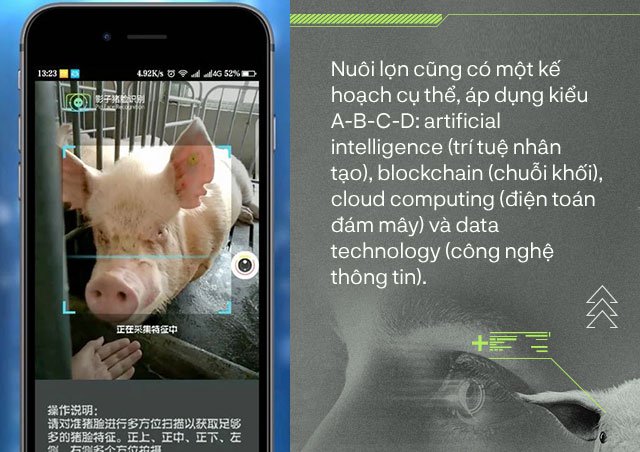 Trung Quốc chống lại dịch tả lợn châu Phi bằng công nghệ nhận diện mặt lợn như thế nào?