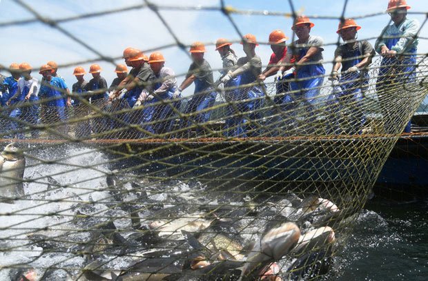 Trung Quốc: Đập thủy điện xả lũ, bội thu 25.000kg cá mè hoa