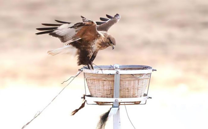 Trung Quốc dựng hơn 5.000 tổ nhân tạo cho chim săn mồi lớn