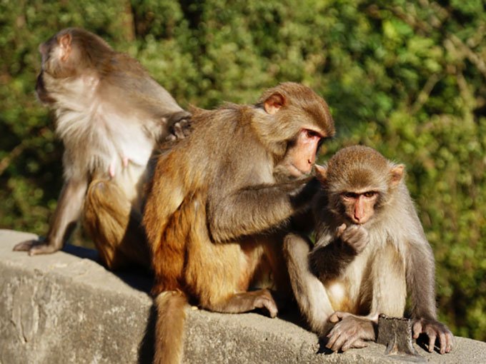 Trung Quốc ghép thành công tạng lợn trên khỉ