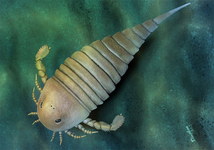 Trung Quốc phát hiện hóa thạch bọ cạp biển có niên đại 450 triệu năm