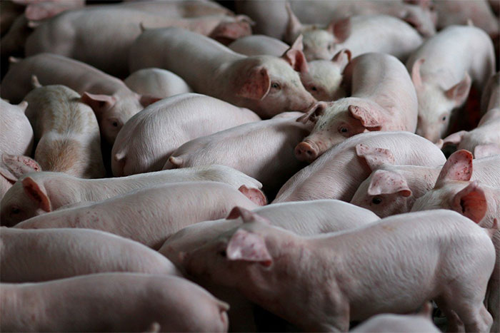 Trung Quốc tạo ra giống lợn biến đổi gene có khả năng miễn dịch với virus giống AIDS