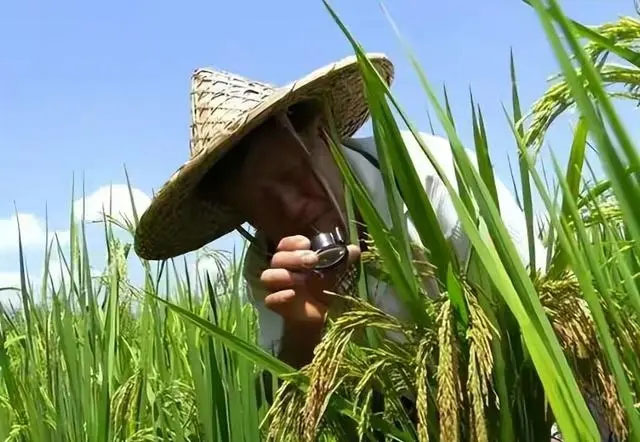 Trung Quốc tạo ra kỳ tích trong lĩnh vực nuôi sống nửa thế giới: Dự án “hạt phượng hoàng” kéo dài 40 năm