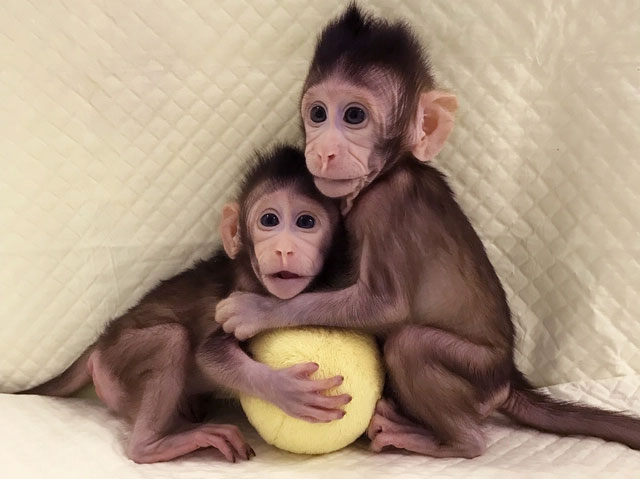 Trung Quốc tạo ra phôi khỉ mà không cần tới trứng và tinh trùng, 3 con khỉ cái đã mang thai nhờ đó