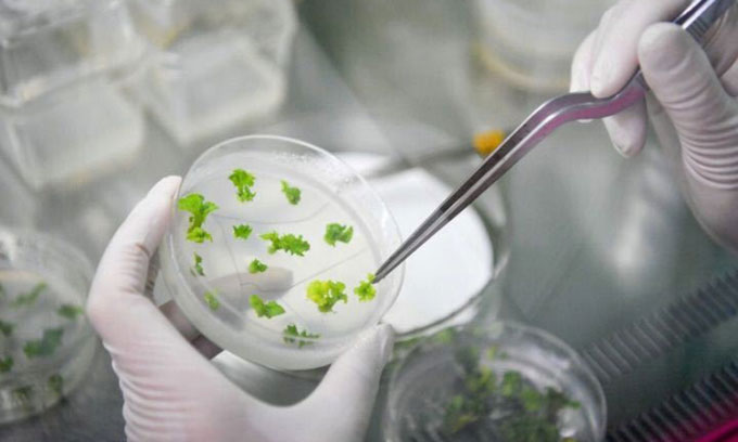 Trung Quốc thành lập chuỗi ngân hàng hạt giống để lưu trữ nguồn gene thực vật