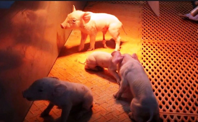 Trung Quốc xây cao ốc 26 tầng chỉ để… nuôi lợn