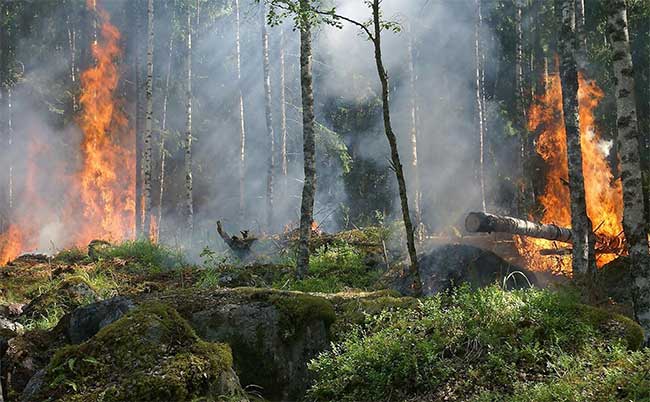 Từ hơn 80.000 năm trước, con người đã biết đốt rừng