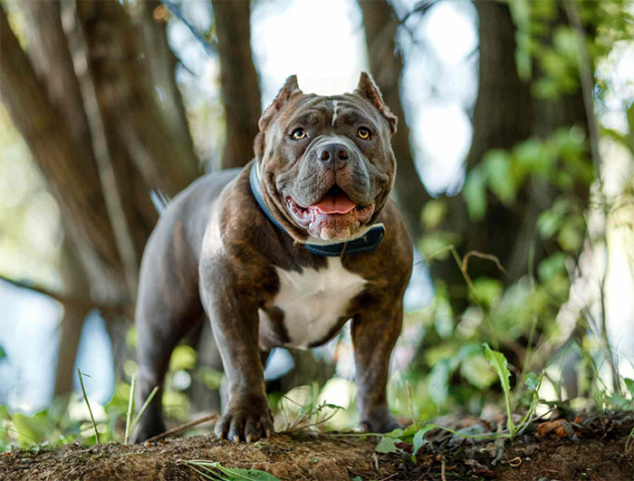 Từng mệnh danh là chó bảo mẫu, vì sao chó pitbull ngày càng hung bạo?