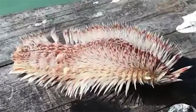 Tưởng rong biển mắc lưỡi câu, hóa ra sinh vật biển kỳ dị có nọc cực độc