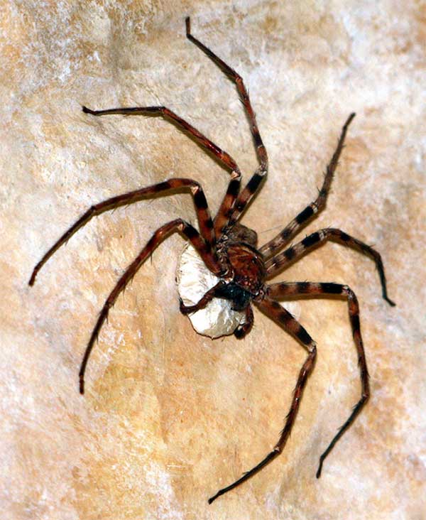 Tuyển tập những loài nhện lớn nhất thế giới