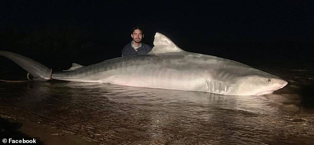 Úc: Cá mập hổ khổng lồ dài 5 mét bị ngư dân khuất phục
