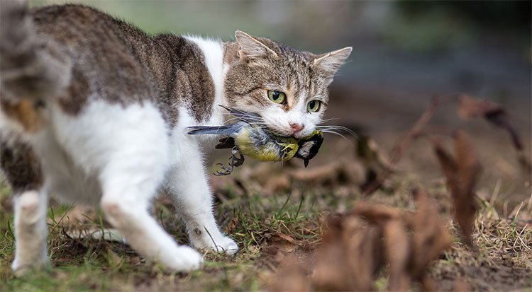 Úc sẽ thả xúc xích tẩm độc để giết hàng triệu con mèo hoang